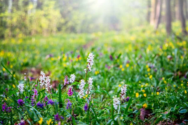 Frühlingsblumen im Wald auf dem Rasen. die Sonnenstrahlen dringen ein — Stockfoto