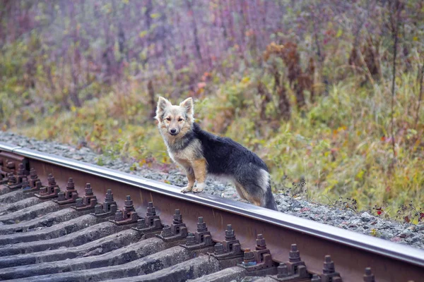 A small dog near the railroad. Expectation_ — Zdjęcie stockowe