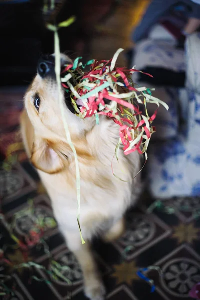 ホーム celebra で口の中に鯉のぼりとゴールデンレトリーバー犬 — ストック写真