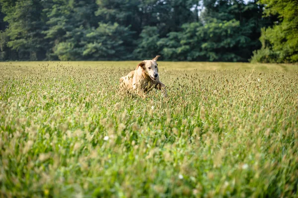 golden retriever köpek doğa açık, ormanda ve çayırlar bahar sırasında portresi