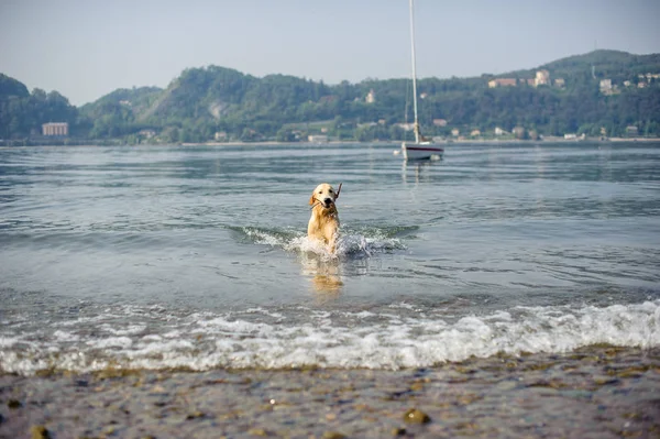 Golden retriever köpeği Maggiore Gölü, Angera, Lombardy, İtalya 'da yıkanır.