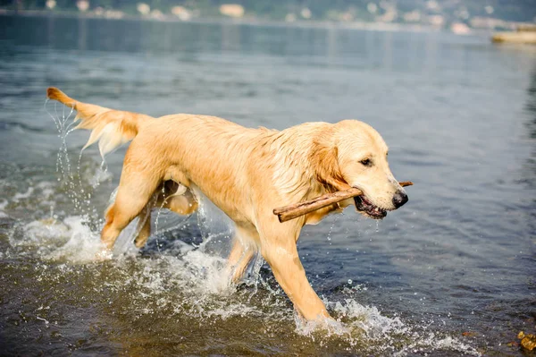 Golden retriever köpeği Maggiore Gölü, Angera, Lombardy, İtalya 'da yıkanır.