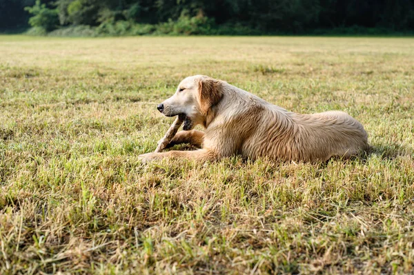 golden retriever köpek doğa açık, ormanda ve çayırlar bahar sırasında portresi