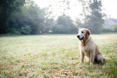 golden retriever köpek doğa açık, ormanda ve çayırlar bahar sırasında portresi