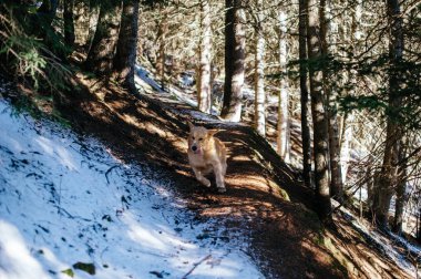 Kışın köknar ve karaçam ormanlarında altın av köpeği, karlı patika karla kaplı, sabah ışığı