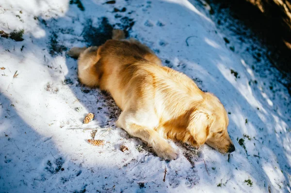 Kışın köknar ve karaçam ormanlarında altın av köpeği, güneşin aydınlattığı karda yatıyor.
