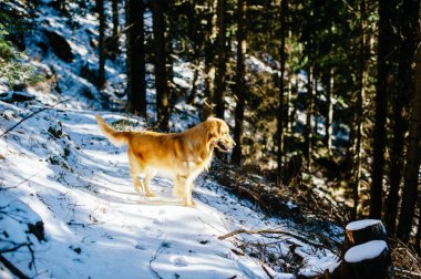 Kışın köknar ve karaçam ormanlarında altın av köpeği, karlı patika karla kaplı, sabah ışığı