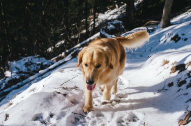 Kışın köknar ve karaçam ormanlarında altın av köpeği, karlı patika karla kaplı, sabah ışığı