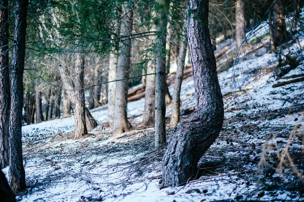 Thr をフィルタ リング光線と雪の山森林景観 — ストック写真