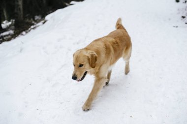 Golden retriever köpeği bir gezi sırasında dağlardaki ormanda karların üzerinde.