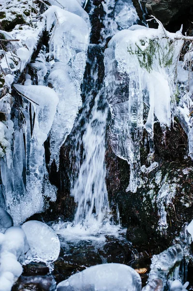 渓流、凍結、雪の森の中で — ストック写真