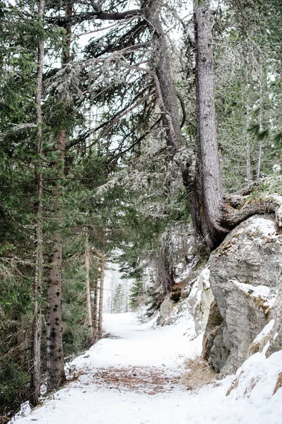 雪に覆われた森の中の山道 — ストック写真