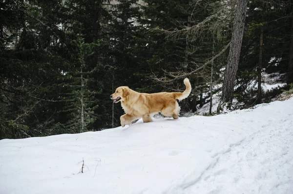 Golden retriever köpeği bir gezi sırasında dağlardaki ormanda karların üzerinde.