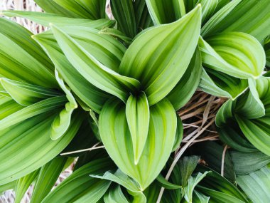 Sahte hellebores (Veratrum sp), Maggiore Gölü yakınlarındaki Mottarone dağında, Piedmont, İtalya