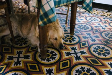 Golden Retriever mutfak masasının altında uzanmış kameraya bakıyor.