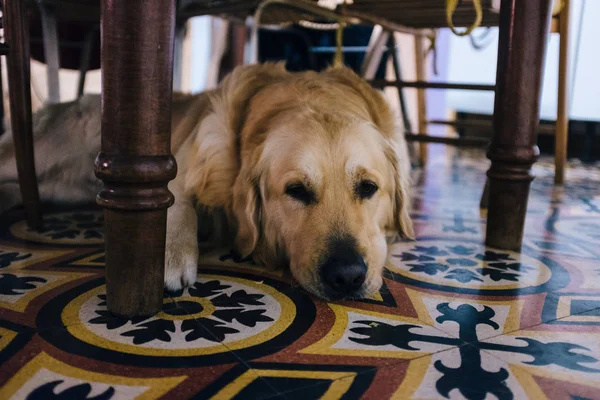 Golden Retriever mutfak masasının altında uzanmış kameraya bakıyor.