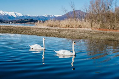 İtalya, Lago Maggiore nehri boyunca huzur içinde yüzen iki kuğu.