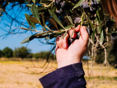Bebeğin eli siyah zeytinlerden zeytin topluyor.
