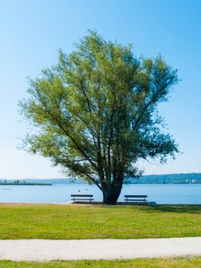 Göl kenarındaki büyük söğüt ağacı, Angera Parkı, Maggiore Gölü.
