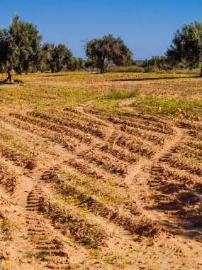zeytin ağaçları arasında yetiştirilmiş alanlar Tunus, el JORF, yakın bir yer