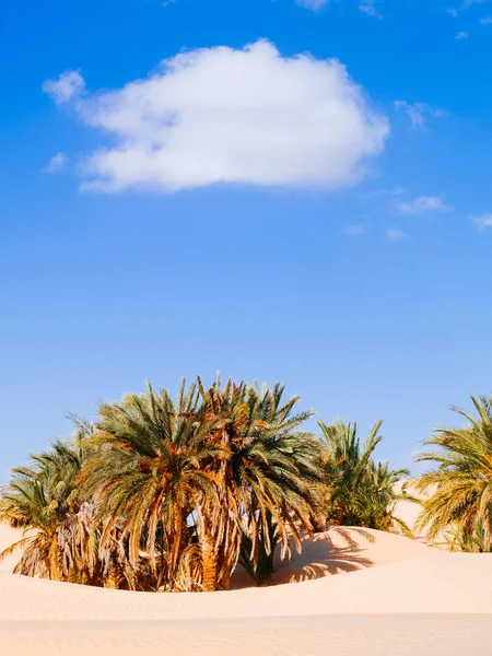 Sand dunes in the sahara desert near Douz Tunisia Africa — Stock Photo, Image