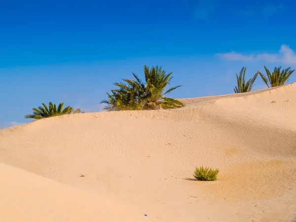 Wydmy pustyni sahara w pobliżu Douz Tunezja Afryka — Zdjęcie stockowe