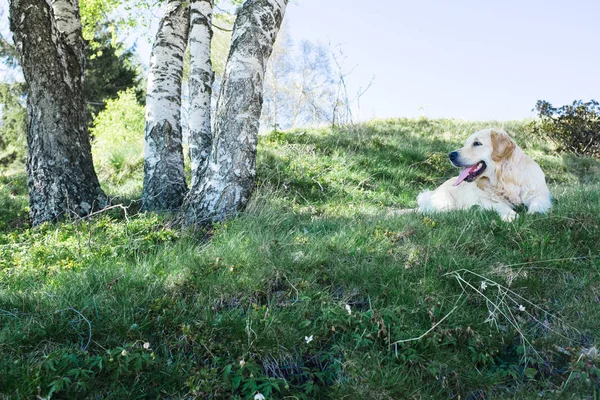 Golden Retriever çimlerin üzerinde yatıyor.