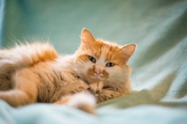 Mavi battaniyenin üzerinde yatan kırmızı ve beyaz kedinin portresi