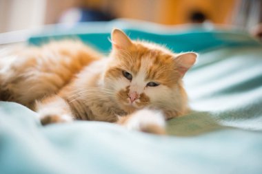 Mavi battaniyenin üzerinde yatan kırmızı ve beyaz kedinin portresi