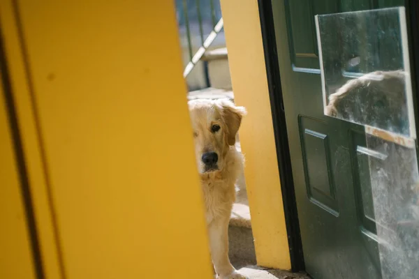 Golden Retriever ev girişine doğru bakıyor.