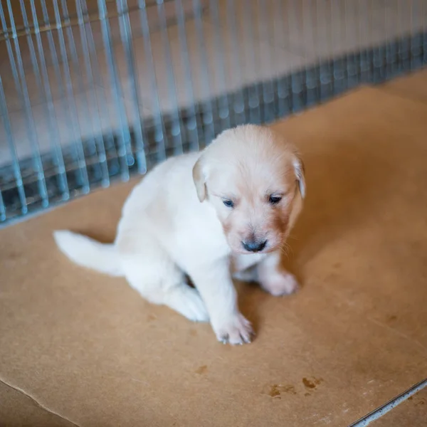 Sadece birkaç günlük küçük Golden Retriever yavruları