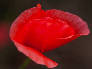 Baharda kırmızı haşhaş tarlası, buğday tarlası arka planı