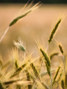 Sarı buğday tarlasının olgunlaşan kulakları, kırsal çayır zengin bir hasatın doğa fotoğrafı fikri
