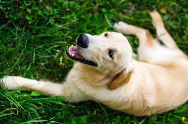 İlkbaharda doğal ortamda safkan Golden Retriever köpeğinin portresi