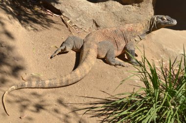Komodo dragon tam vücut Komodo Adası