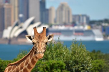 Taronga Zoo Sidney yeni Güney Wales Avustralya zürafa