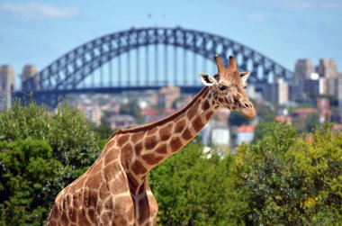 Taronga Zoo Sidney yeni Güney Wales Avustralya zürafa