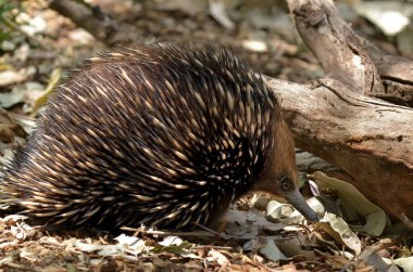 Avustralya Echidna bush arkalarda için arama