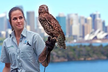 Taronga Zoo Sidney yeni Güney Wales Avustralya kahverengi Şahin