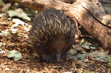 Avustralya Echidna ormanda yürür