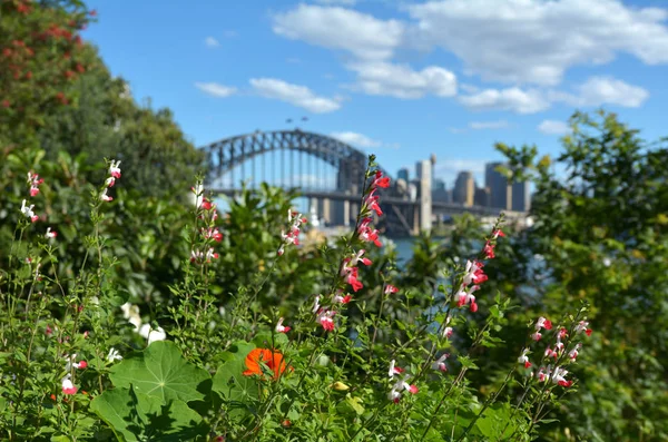 Plantes Fleurs Fleurissent Printemps Contre Sydney Skyline Arrière Plan Nouvelle — Photo