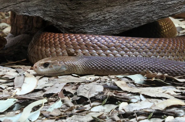 Cobra marrom oriental em Sydney Nova Gales do Sul Austrália — Fotografia de Stock