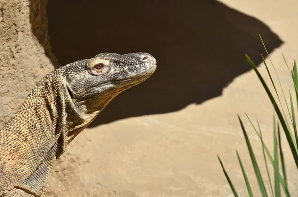Retrato de dragão de Komodo na ilha de Komodo — Fotografia de Stock