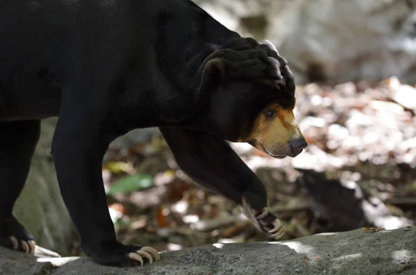 Sun bear promenader — Stockfoto