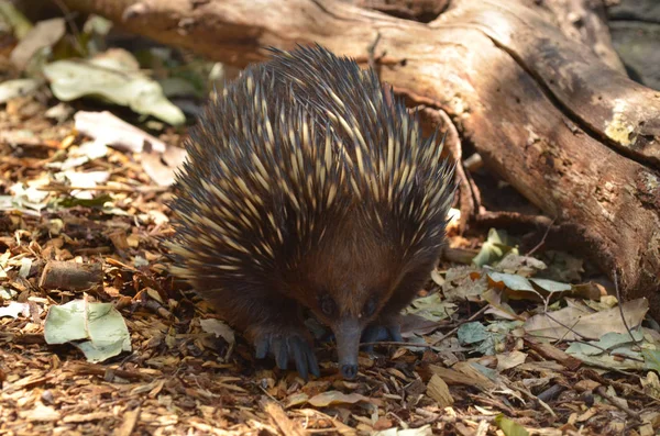 Echidna australiana Camina en el arbusto — Foto de Stock