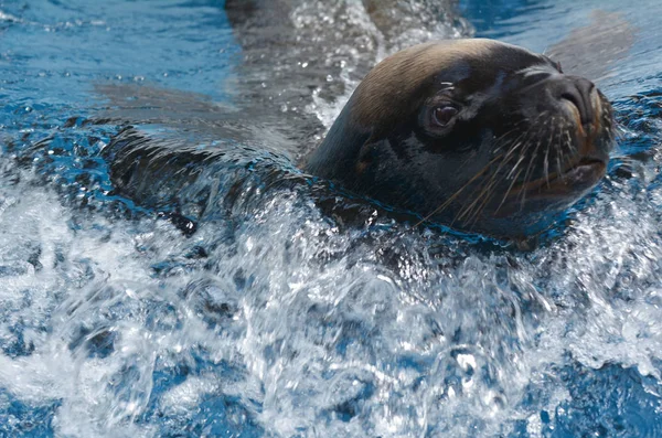 California sea lion — Stock Photo, Image