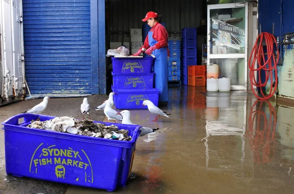 Fisherwoman cleans fish in Sydney Fish Market Sydney New South W — Stock Photo, Image