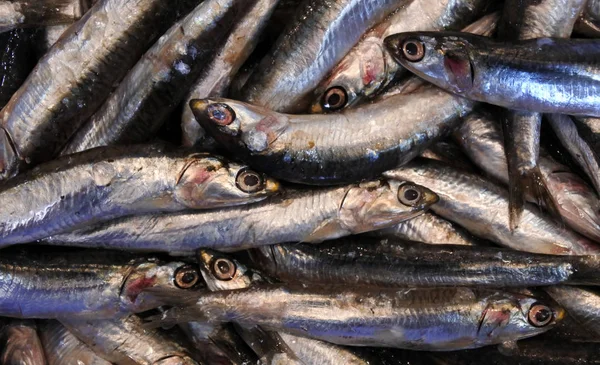 Makrela ryby owoce morza — Zdjęcie stockowe