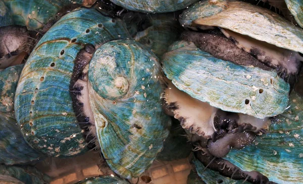 Groene Shell zeevruchten — Stockfoto