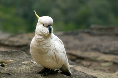 Cockatoo  Jamison Valley New South Wales Australia clipart